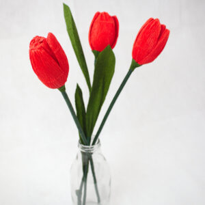 tulipan