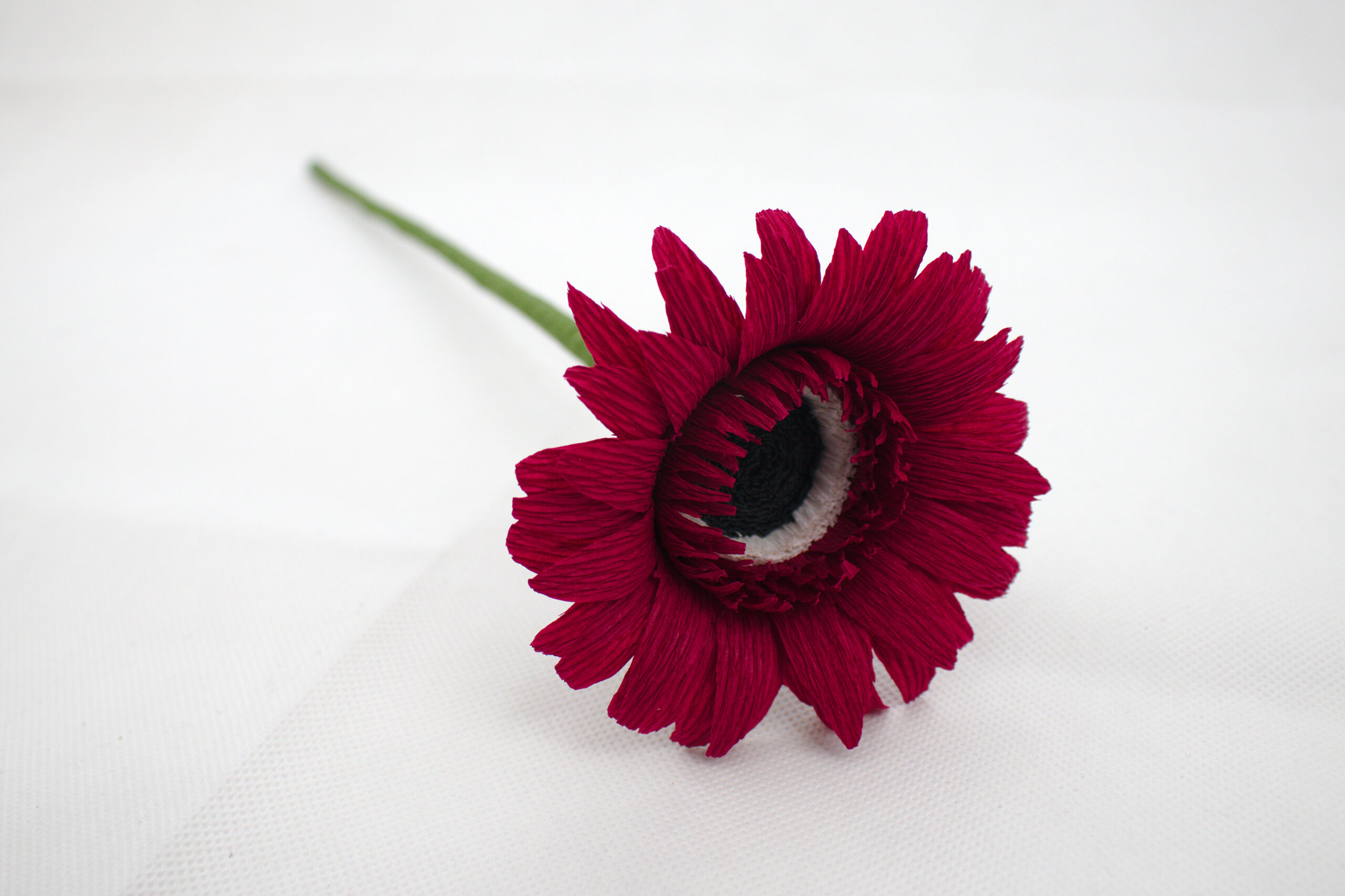 Gerbera - Obrázek 4