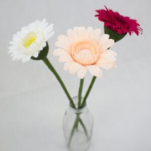 gerbera