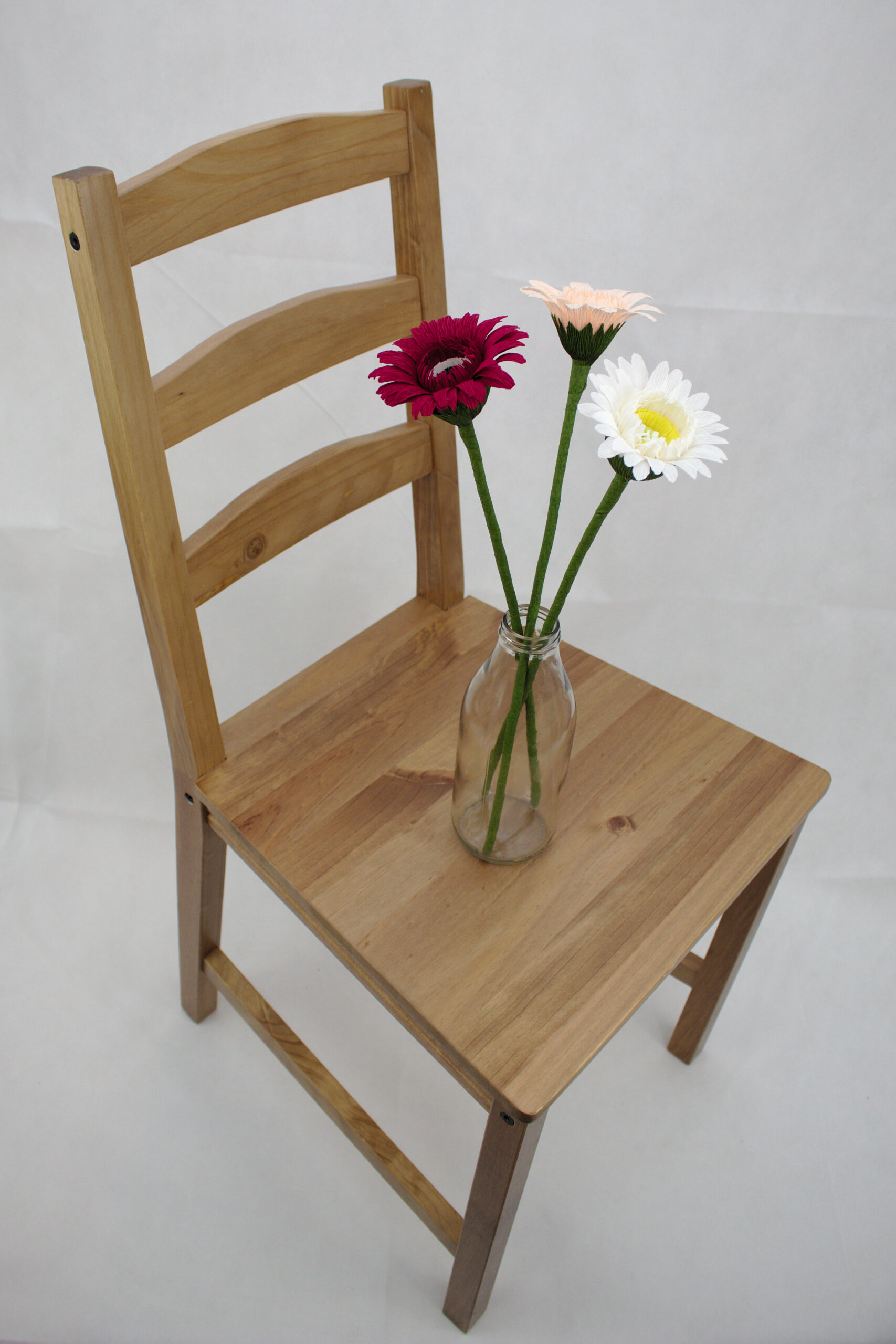 Gerbera - Obrázek 10